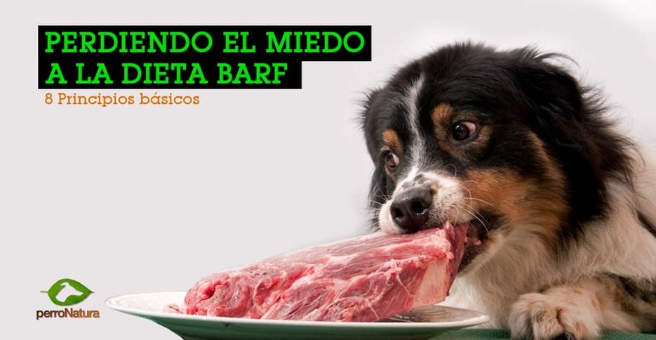 perro comiendo dieta BARF