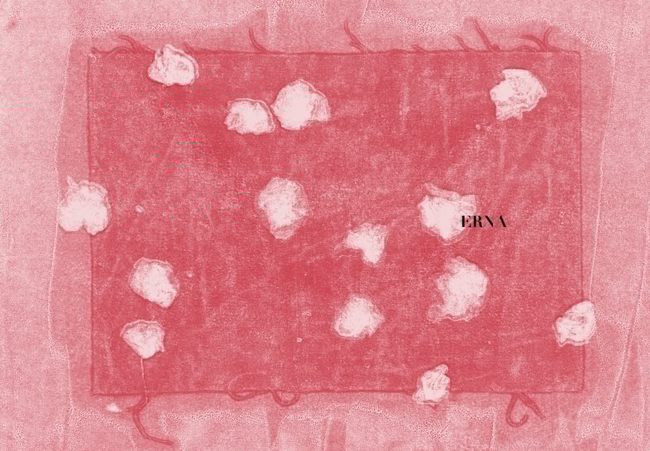 Book design and illustrations by Marijke Lucas - Lucas & Lucas for TERRA - Monoprint DESSERTS