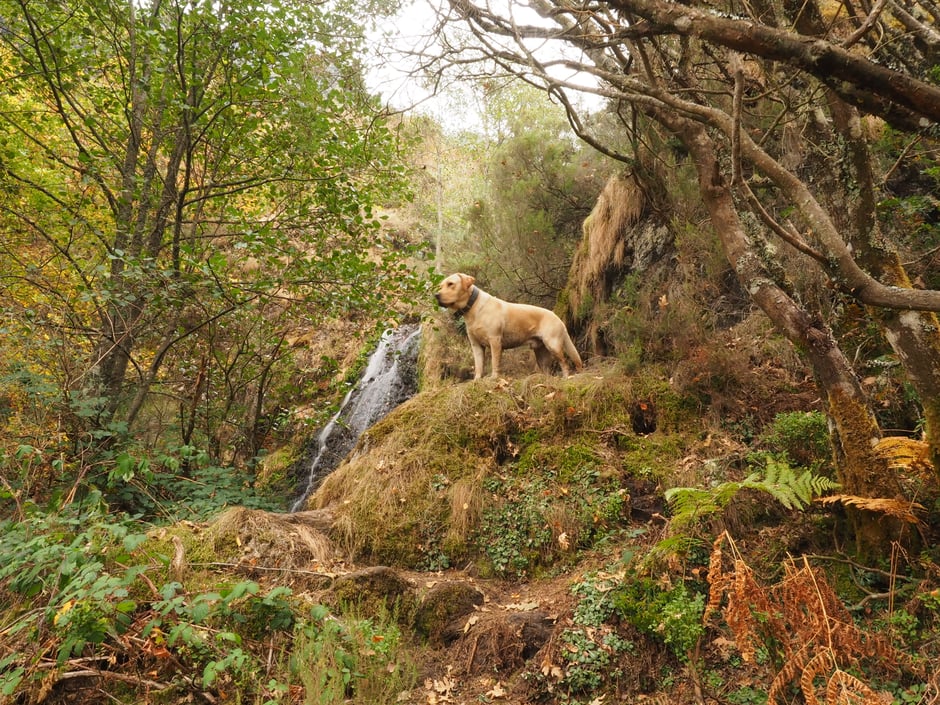 Ringo cerca de "La Fuente Mineral"  ("Fumeixín") Candín, Bierzo, León, Spain - Octubre 2017