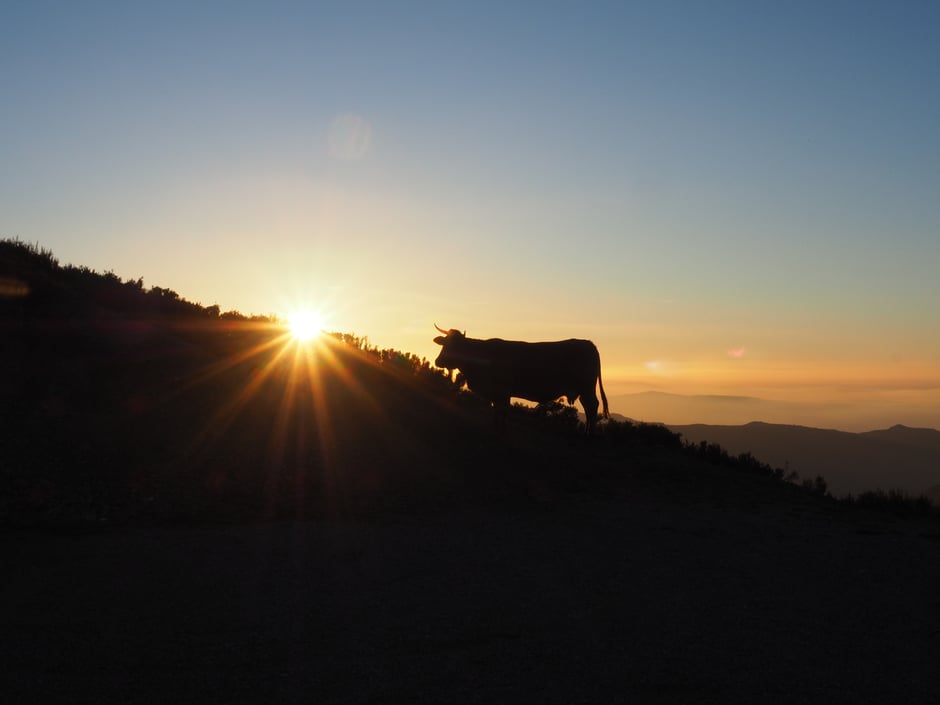 En la tibia calidez de este atardecer. Puerto Ancares (Candín, Bierzo, León, Spain) 28 Octubre 2017
