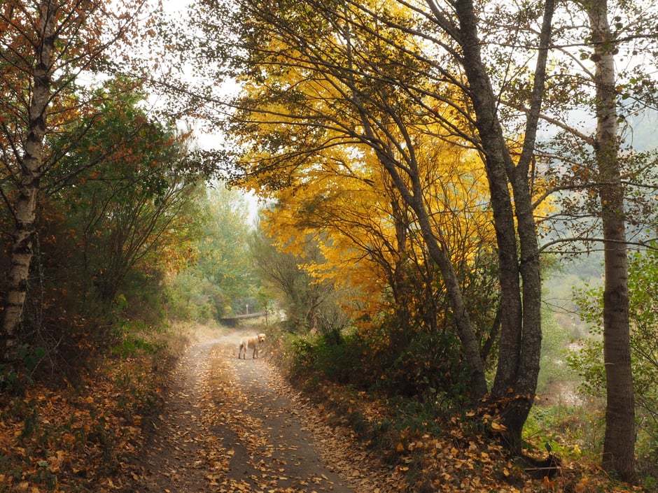 Camino de Rioseco, saliendo de Candín hacia "A Fonte y Cascada de Fumeixín" (Candín, Bierzo, León) Octubre 2017