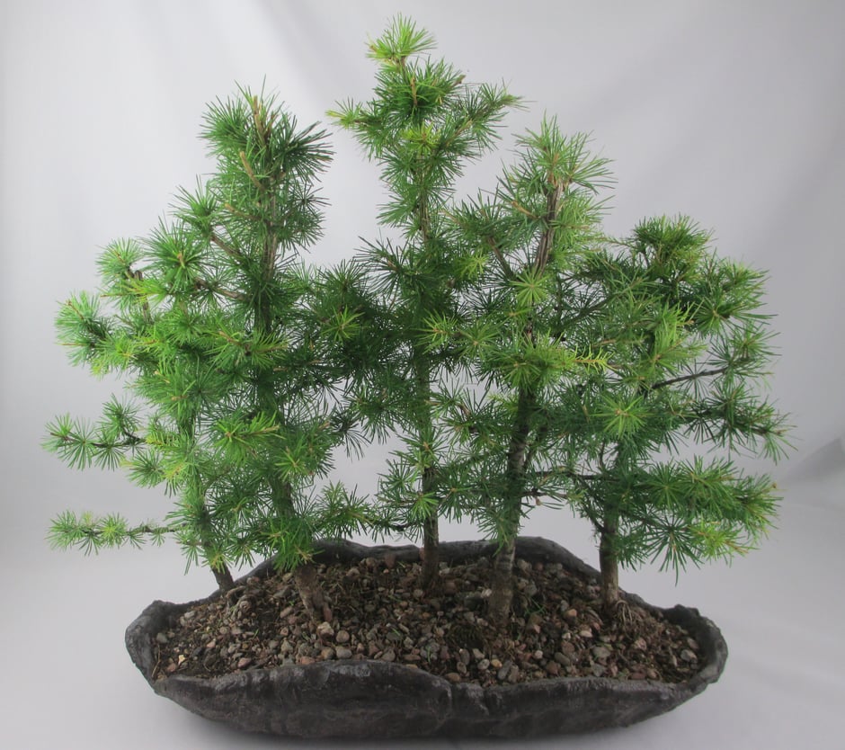 Bonsai Larix decidua Europäische Lärche