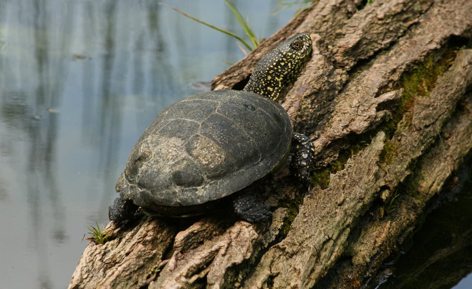 Emys orbicularis orbicularis - Jungtier beim Sonnenbad im Freilandterrarium