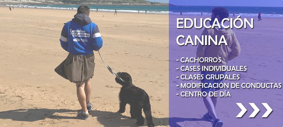 Educación canina y adiestramiento canino a domicilio en Santander, Torrelavega, solares, maliaño, astillero y resto de Cantabria. También realizamos modificación de conducta para solucionar problemas de ladridos, agresividades, destrozos, micciones