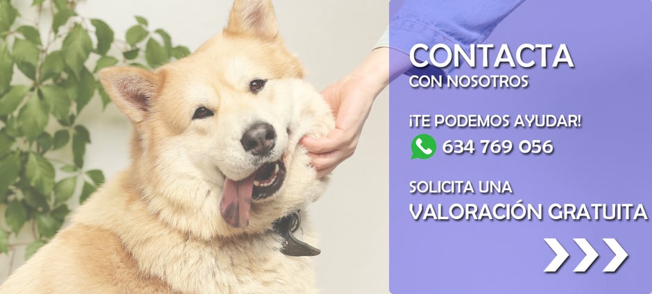 Si quieres contratar Educación Canina, Adiestramiento Canino o realizar un trabajo de Modificación de Conducta para mejorar la convivencia con tu perro  y que te obedezca mejor contacta