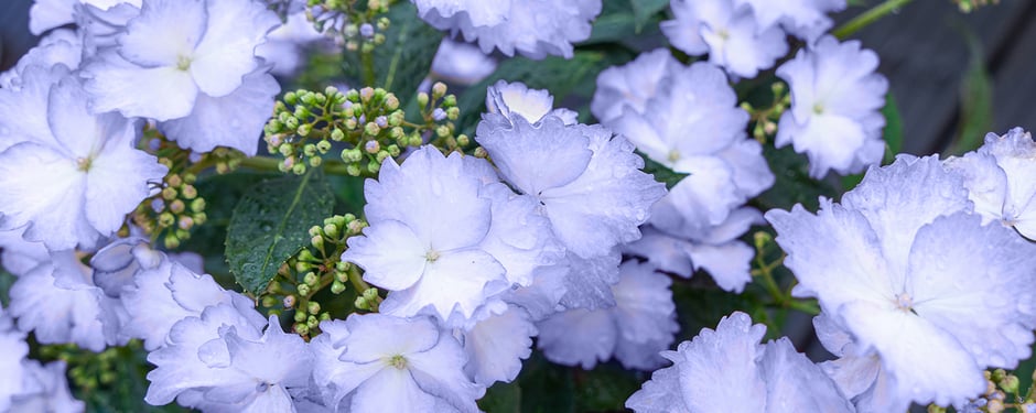 © Harries Plantdesign