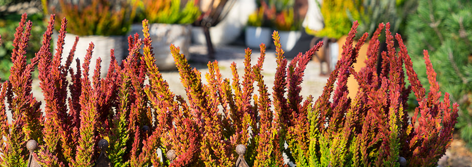 © Harries Plantdesign