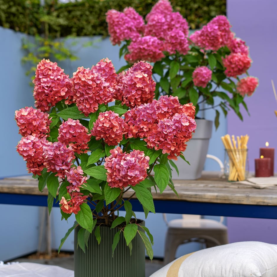 © Harries Plantdesign