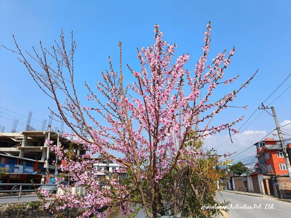 カトマンズに咲く桃の花