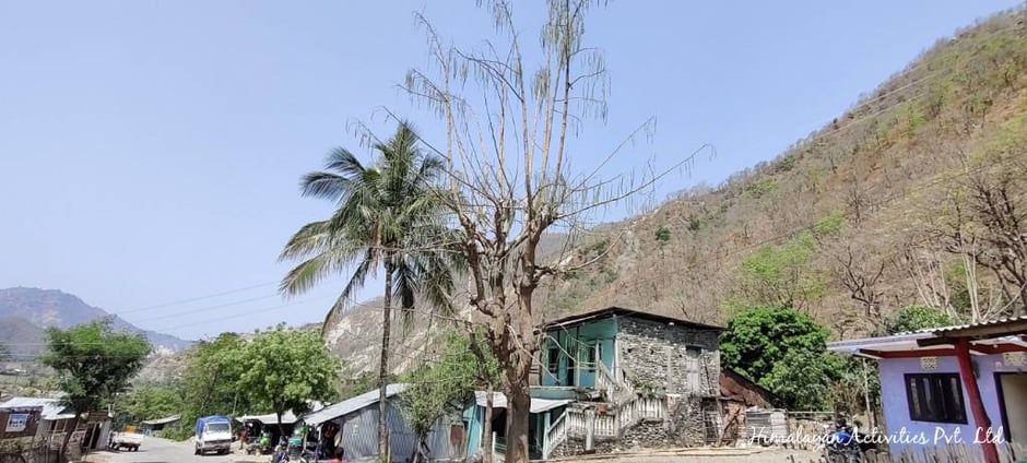 ネパール東部タムール川沿いムルガートで見かけたモリンガの木