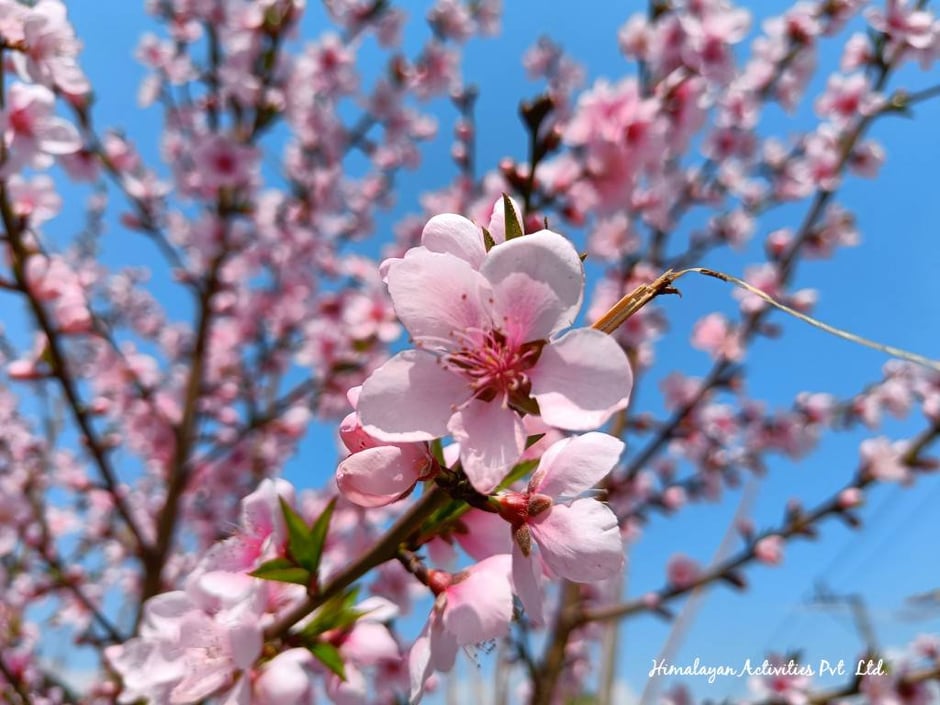 カトマンズに咲く桃の花