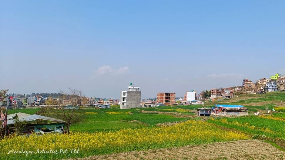 カトマンズ郊外の畑に咲く菜の花