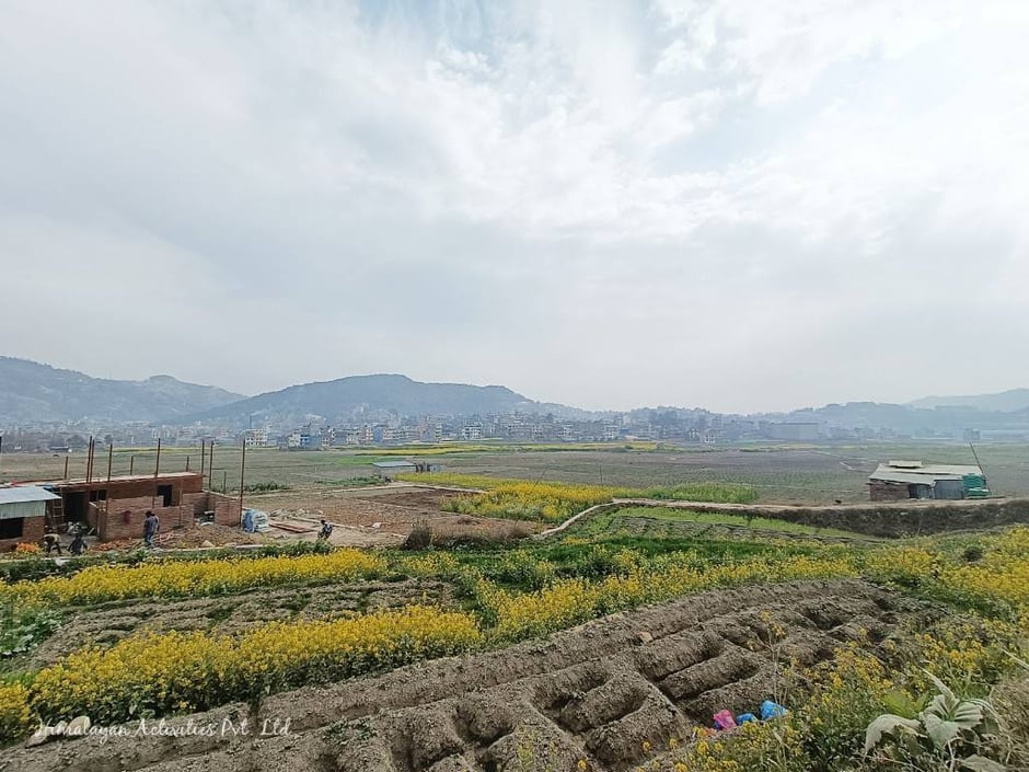 カトマンズ郊外の菜の花