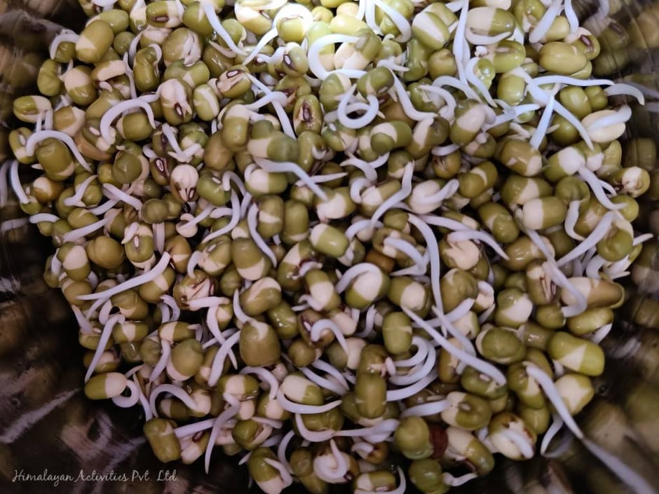 自家製もやし（緑豆バージョン）