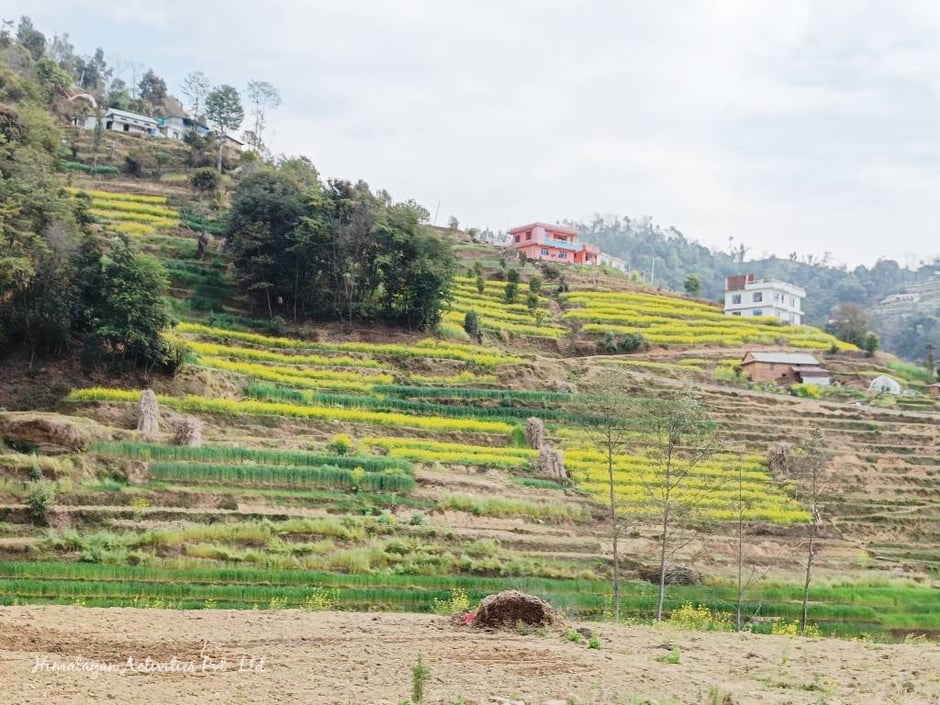 カトマンズ郊外の菜の花