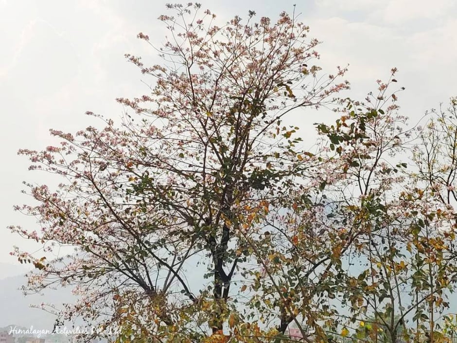 満開の花を咲かせるコイラロの木