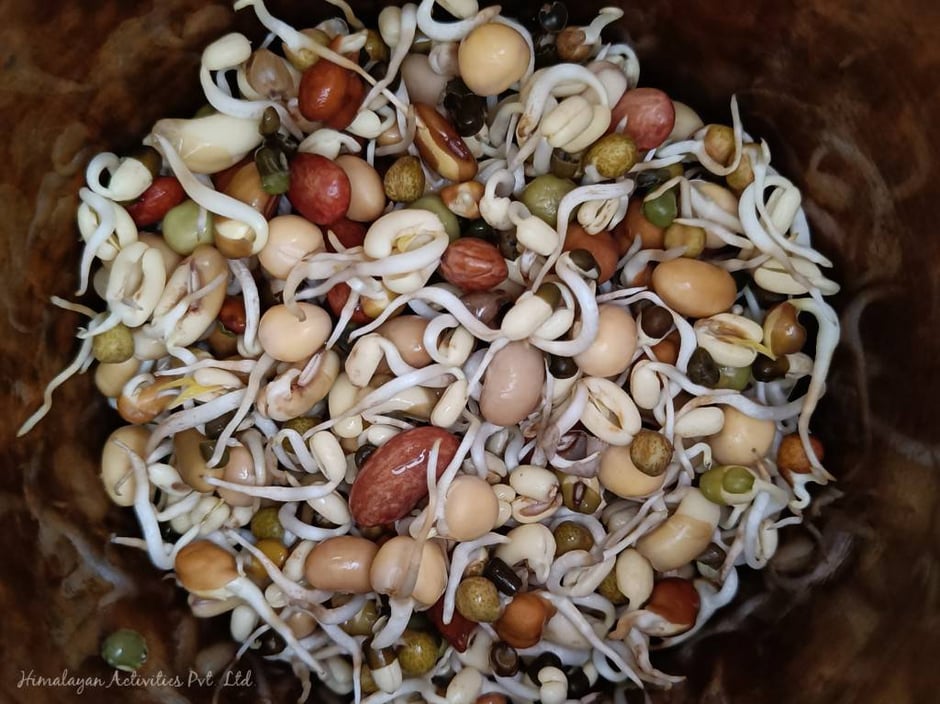 自家製もやし（クワティバージョン）