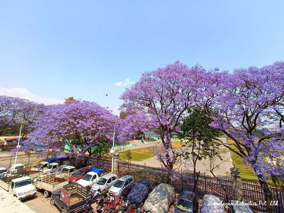 トゥンディケル脇、マハンカール寺院から見下ろしたジャカランダ