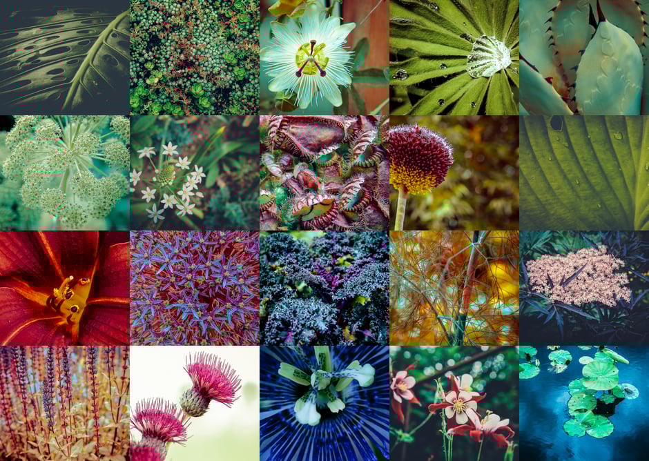 fleur,vegetal,pistil,festival des jardins,jardin,chaumont,loir et cher , 41 