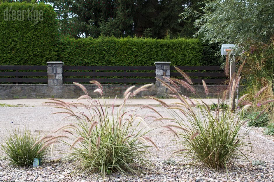 dieartigeBLOG - Herbst - Lampenputzergras "Sky Rocket" im Kiesbeet