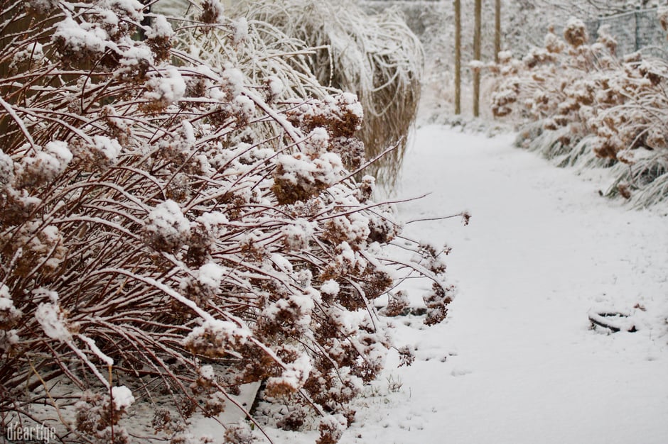 dieartigeBLOG - Stapfen durch den Wintergarten, der Weg zum Haus mit Hortensien + Gräser