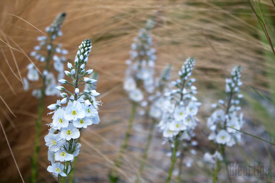 dieartigeBLOG - Frühling, Abendstimmung im Kiesgarten