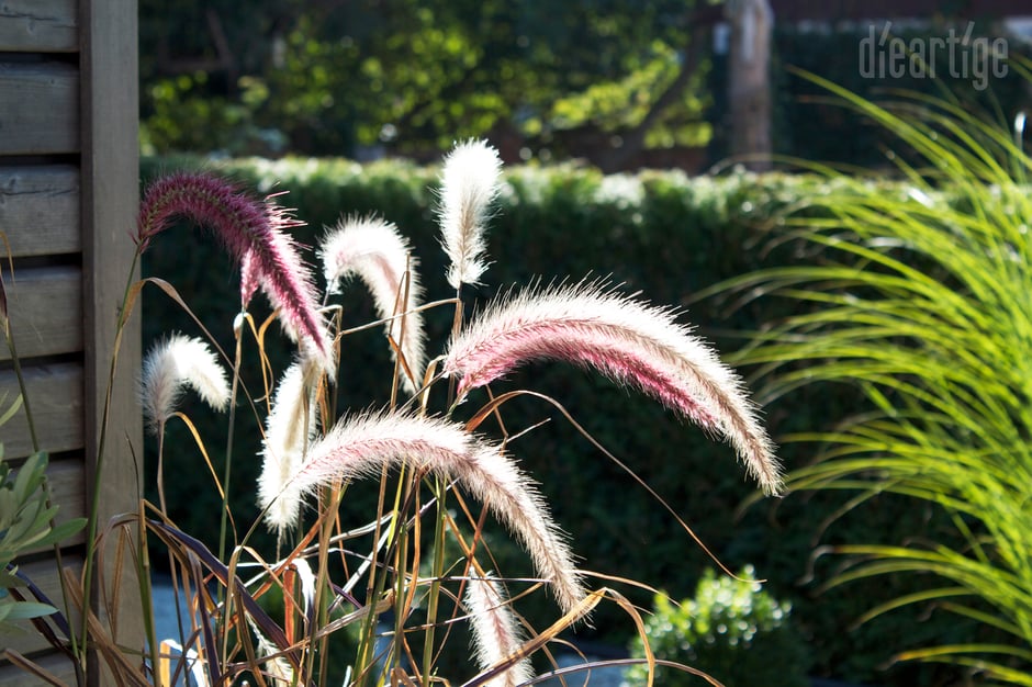 dieartigeBLOG - Herbst - Afrikanisches Lampenputzergras