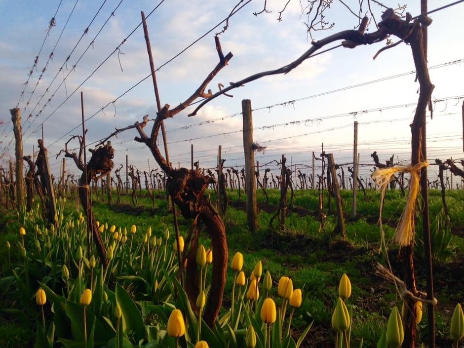 Riede kleine Berge, Reblaus, Kriege, Weltwirtschaftskrisen, Frost und Trockenheit haben diese Weinberge schon gesehen und sind noch immer da! Es geht immer weiter…