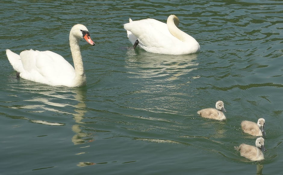 Juli die Jungmannschaft ist da