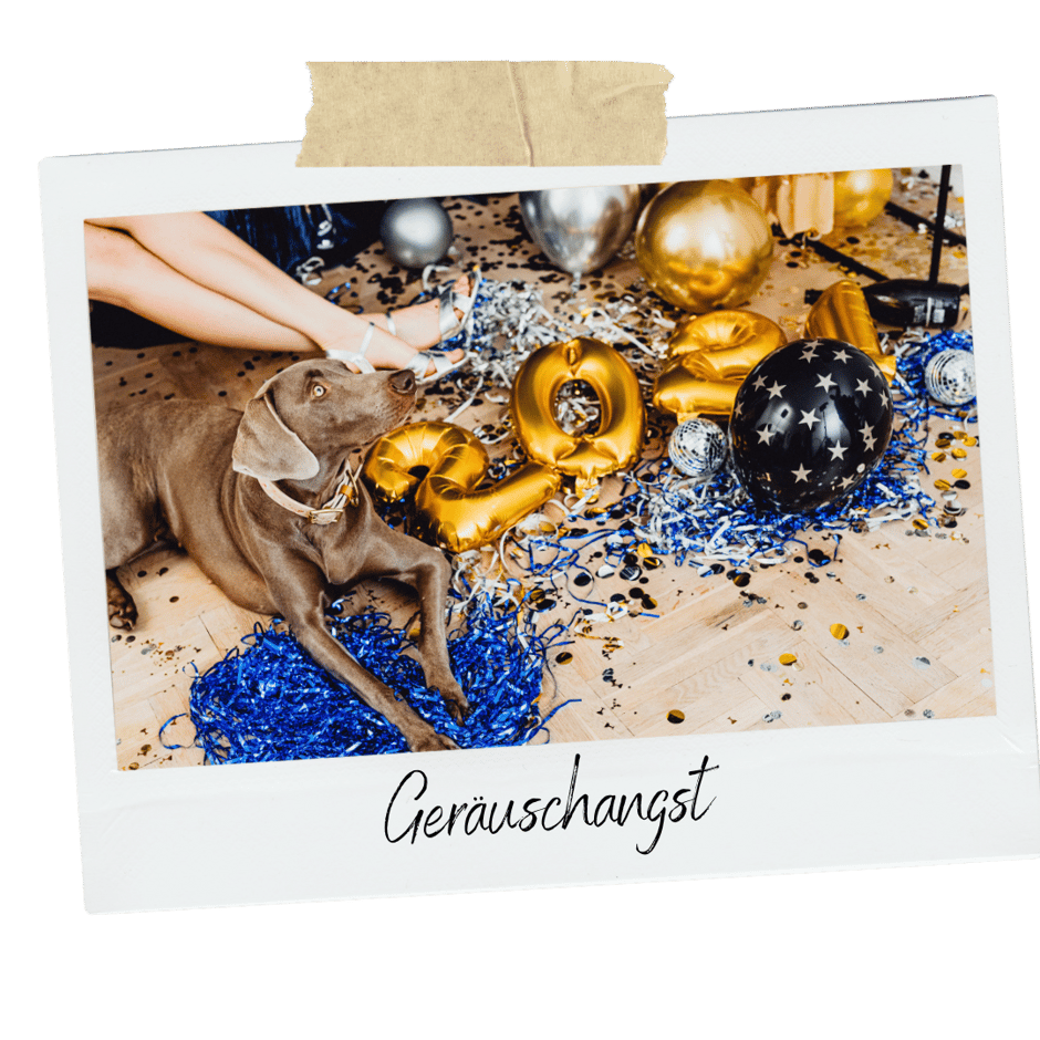 Geräuschanst, Hund, Silvesterangst, Böllerangst, Hundeverhalten