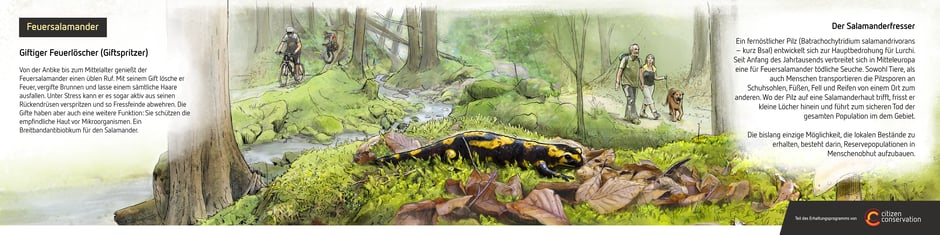 Fire salamander information board at Schwerin Zoo / A project run by Citizen Conservation