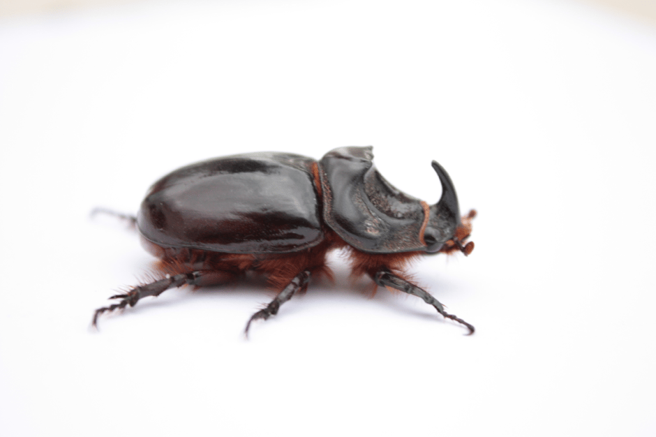 Nashornkäfer in Apulien Carovigno Ostuni