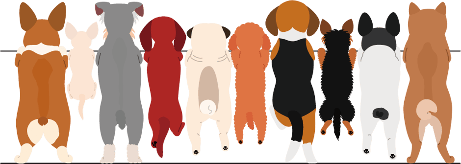 犬　ワンちゃん　ペットシッター　福岡