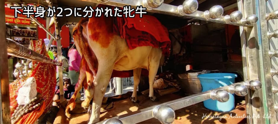 下半身が二つに分かれた牝牛