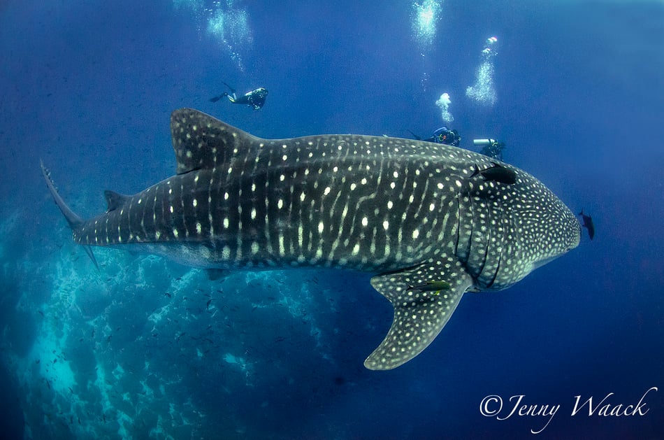 Galapagos Shark Diving - Whale shark in nature with diver