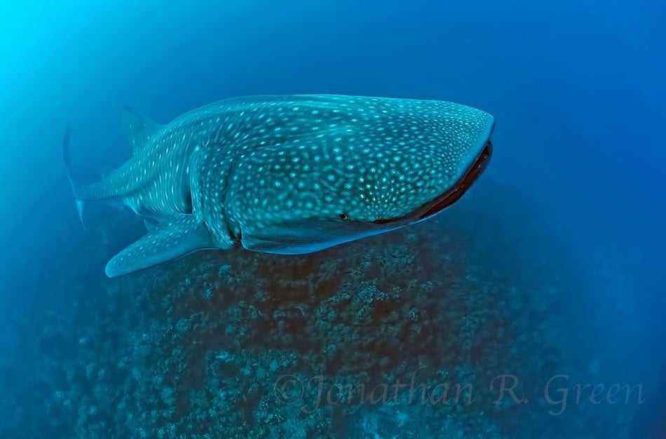 Galapagos Shark Diving - Whale Shark at Galapagos Islands