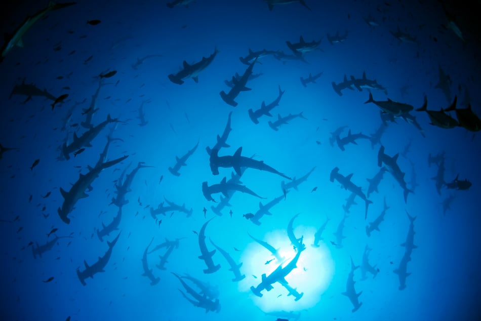 Galapagos Shark Diving - hundreds of hammerhead sharks