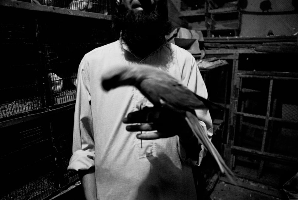 Earthquake in Kashmir - bird vendor  © François Struzik - simply human