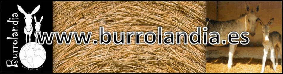 Página web de burrolandia