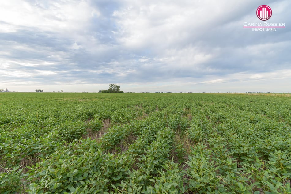 Carina Rossier Inmobiliaria Vende Campo en Colonia Santa Rosa, Entre Ríos. Se venden 26 hectáreas campo en Colonia Santa Rosa Entre Ríos. #Campo #Ganadería #Agricultura #EntreRíos