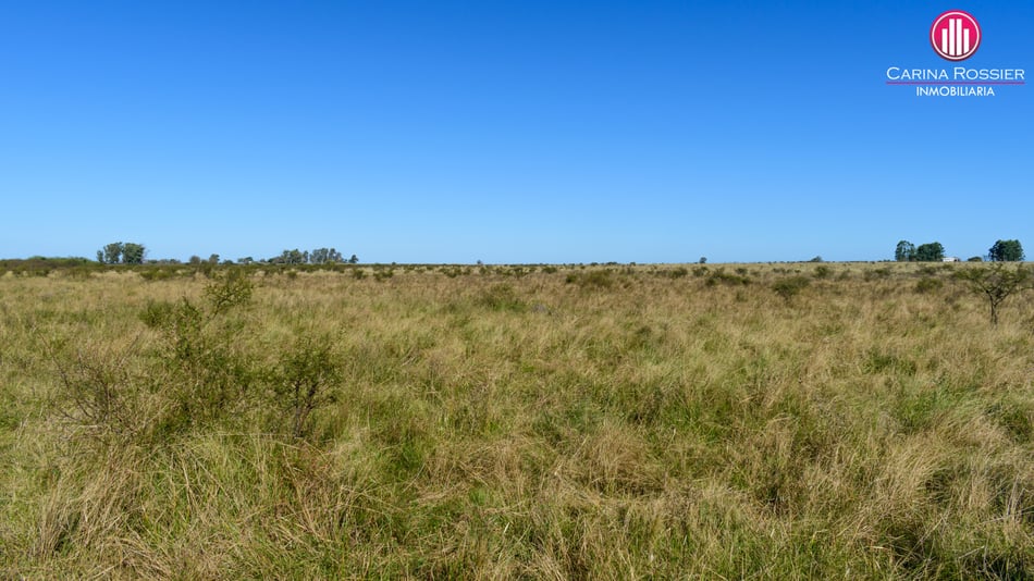 Carina Rossier Inmobiliaria Vende Campo en Colonia Santa Rosa, Entre Ríos. Se venden 140 hectáreas Agrícolas en Entre Ríos. #Campo #Ganadería #Agricultura #EntreRíos
