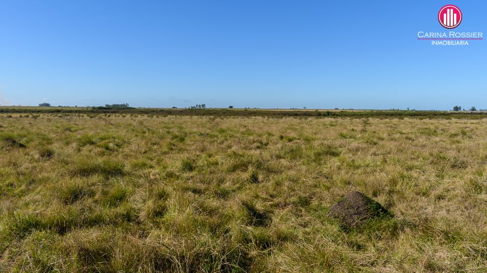 Carina Rossier Inmobiliaria Vende Campo en Colonia Santa Rosa, Entre Ríos. Se venden 140 hectáreas Agrícolas en Entre Ríos. #Campo #Ganadería #Agricultura #EntreRíos