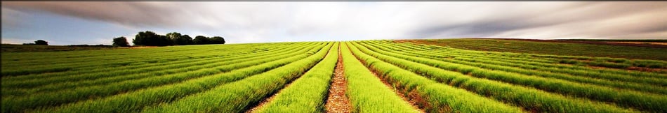 Carina Rossier Inmobiliaria; Venta de Campos; Campos en Entre Ríos; Campo ganadero; Campo agricola; Campo Mixto; Carina Rossier Campos; Campos Villa Elisa; Campos Colón; Campos Entre Ríos; Venta de Campos; Compra de Campo; Agricultura ; Ganaderia;