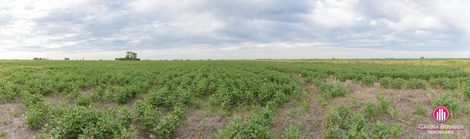 Carina Rossier Inmobiliaria Vende Campo en Colonia Santa Rosa, Entre Ríos. Se venden 26 hectáreas campo en Colonia Santa Rosa Entre Ríos. #Campo #Ganadería #Agricultura #EntreRíos