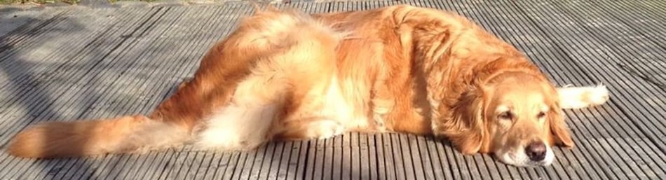 hovawarte-vom-silberdistelwald.de