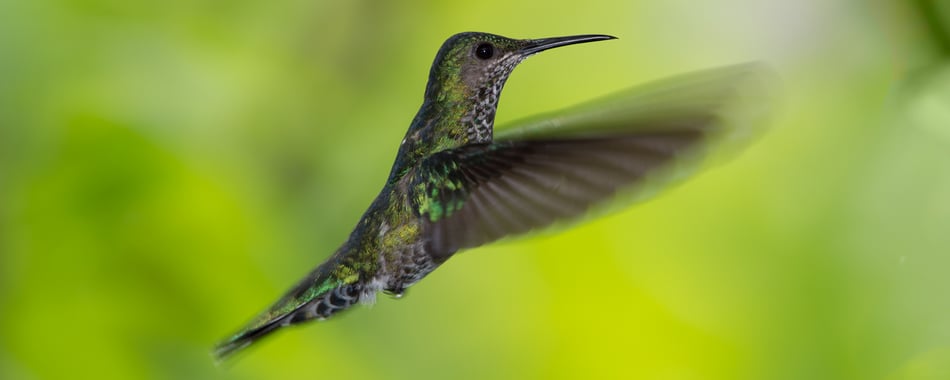 White-necked Jacobin (Female Hummingbird) - Nature Pavilion Park - La Virgen, Costa Rica / Kolibri im Flug Image/Bild Stephan Stamm © belimago.net