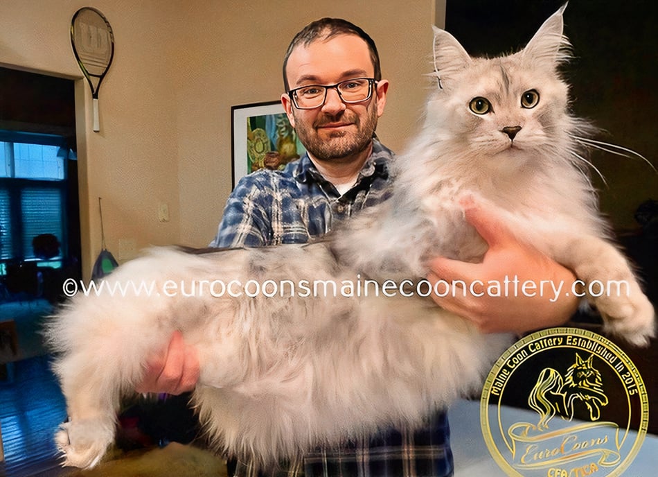 Maine Coon Kittens for Sale in the USA by EuroCoons maine coon kittens for sale