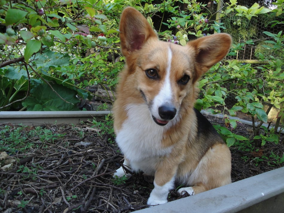 Luna in the Blueberries