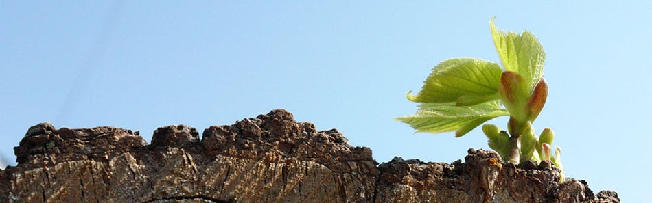 Mbsr, Schweiz, Bern, Achtsamkeit, Achtsam Sein,  MBSR-Courses in English Switzerland, Fortbildungen, Silvia Wiesmann-Fiscalini Bern