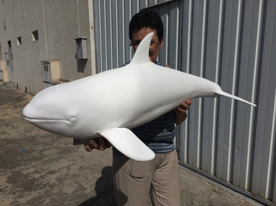 Modelo de Cetáceo, Orca